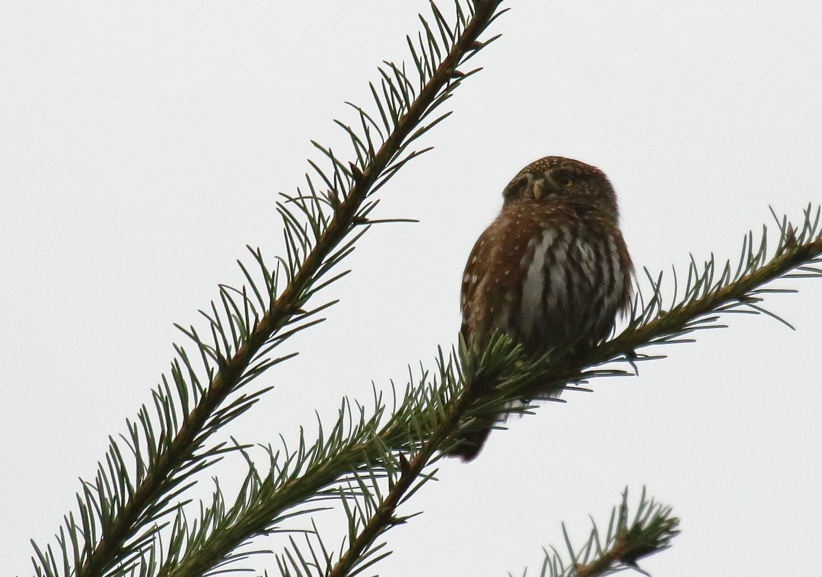 Northern Pygmy-Owl - ML272003021