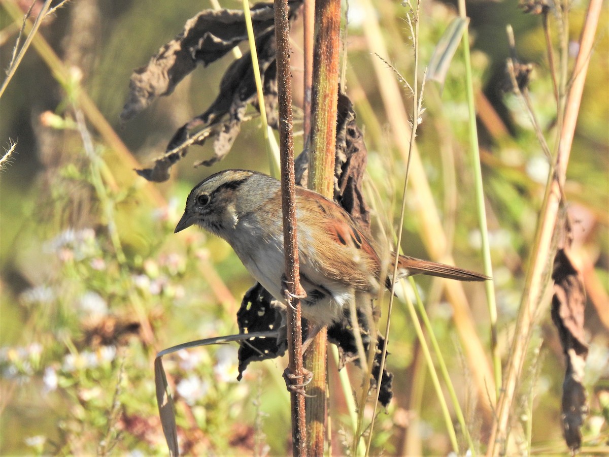 Swamp Sparrow - Susan Brauning