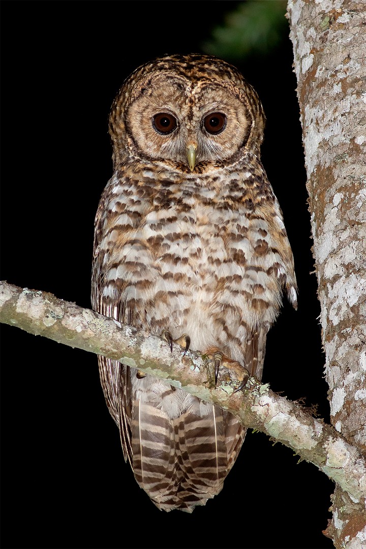 Rusty-barred Owl - ML272006671