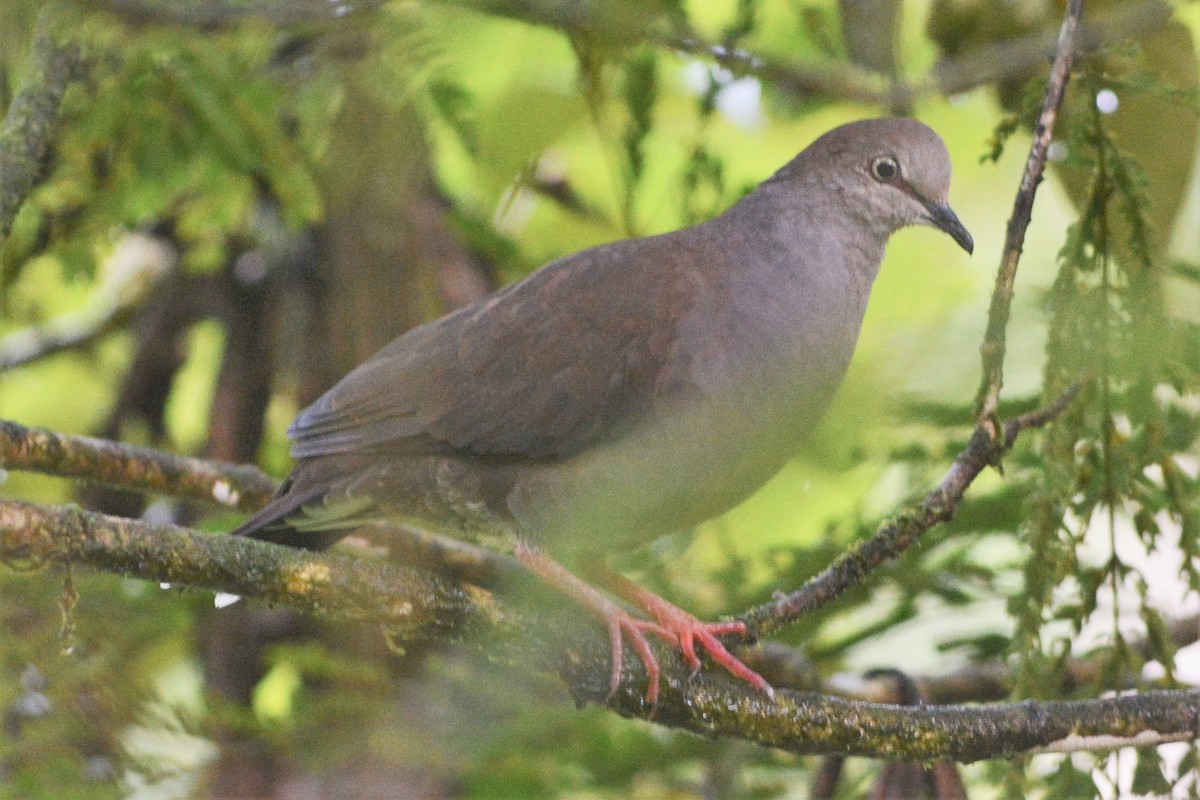 Gray-chested Dove - ML27201071