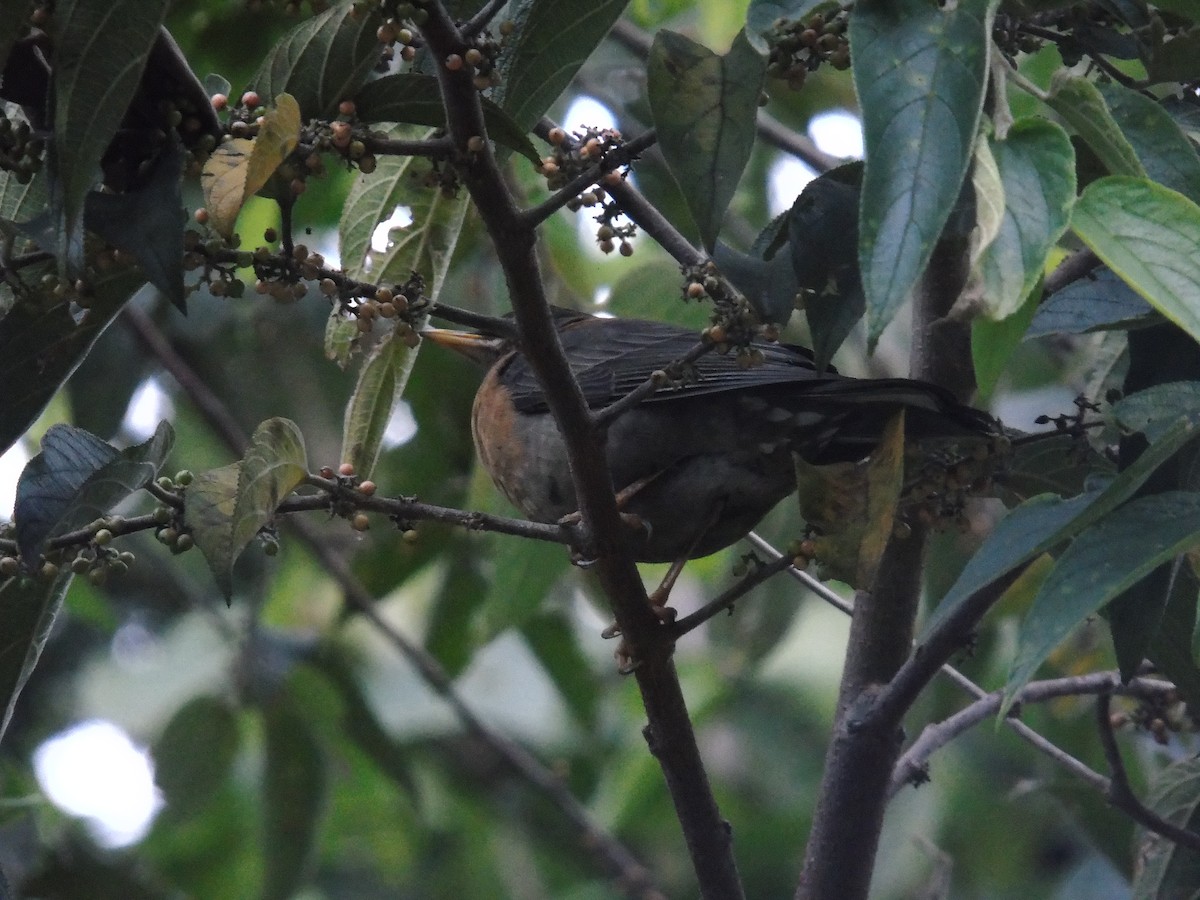 Rufous-collared Robin - SALVADOR COQUIX