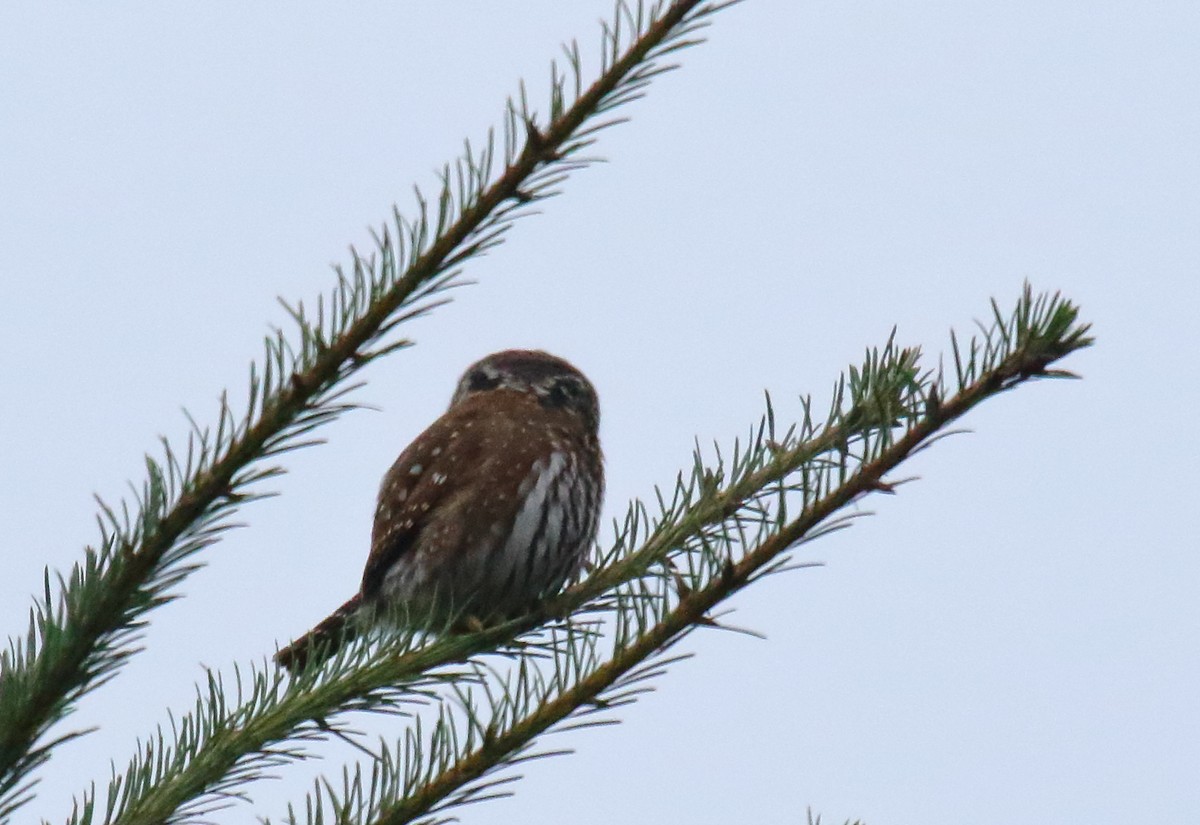 Northern Pygmy-Owl - ML272015021
