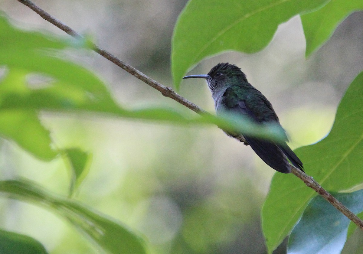 Sombre Hummingbird - ML27202251