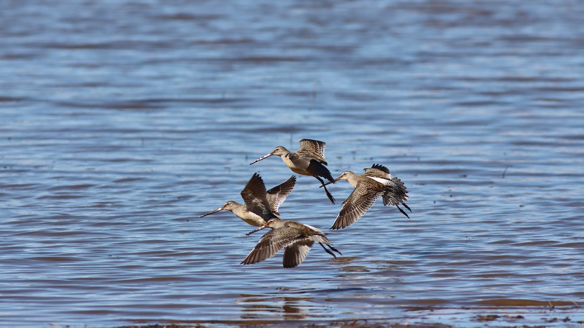 Long-billed Dowitcher - Eric Hynes