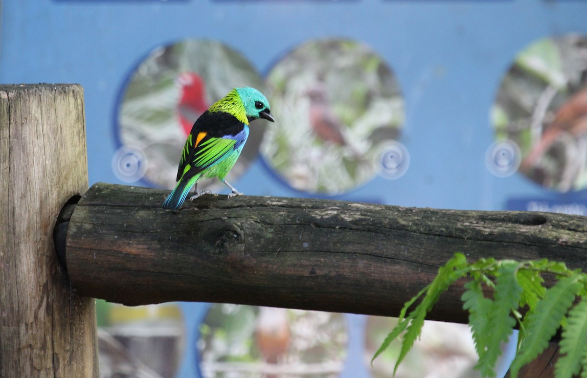 Green-headed Tanager - ML27202491