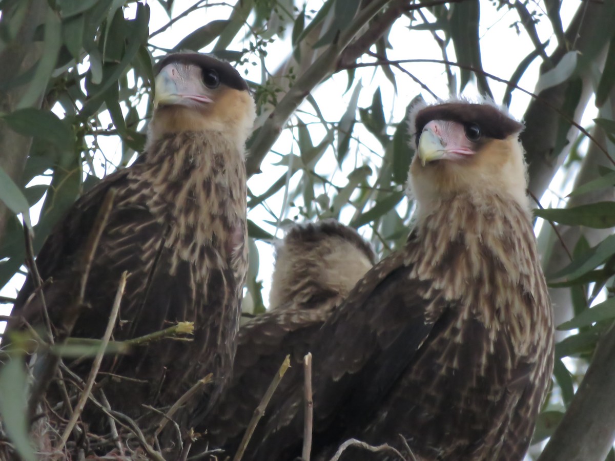 Crested Caracara (Southern) - ML272027141