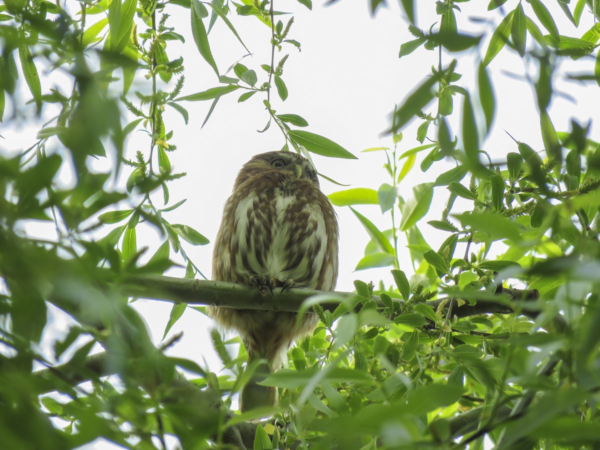 Ferruginous Pygmy-Owl - Katia Jaluff