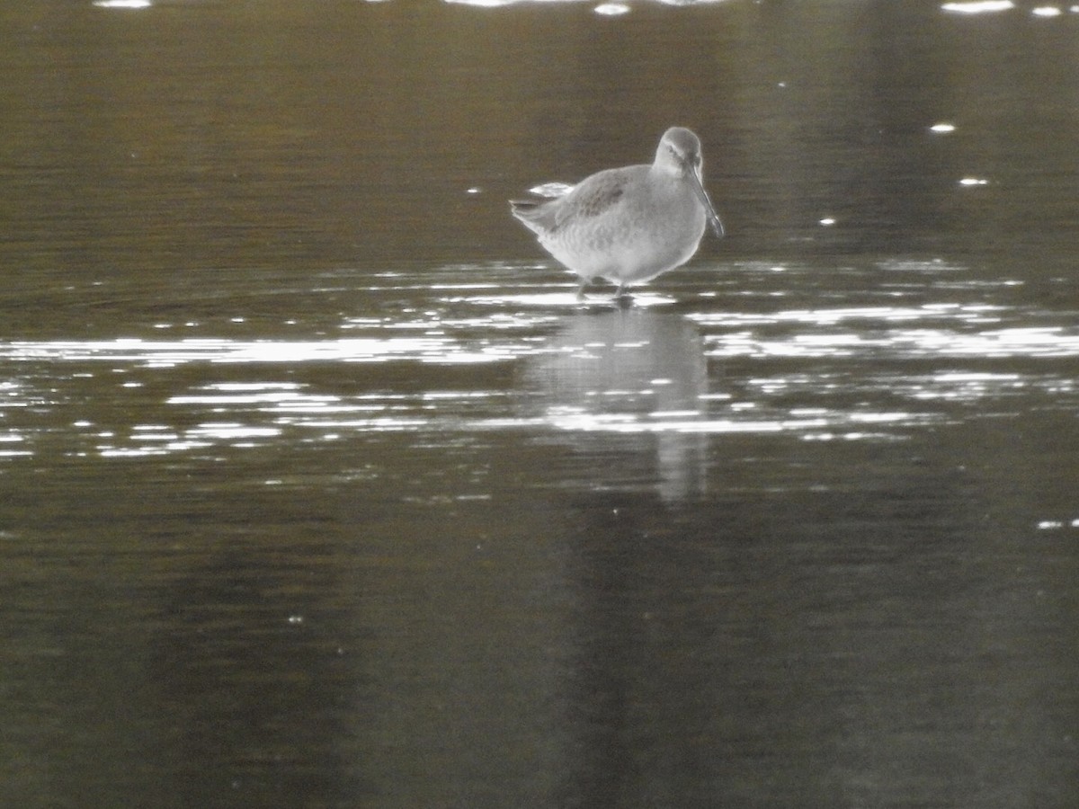 eBird Checklist 16 Oct 2020 Wood Dale Reservoir 8 species