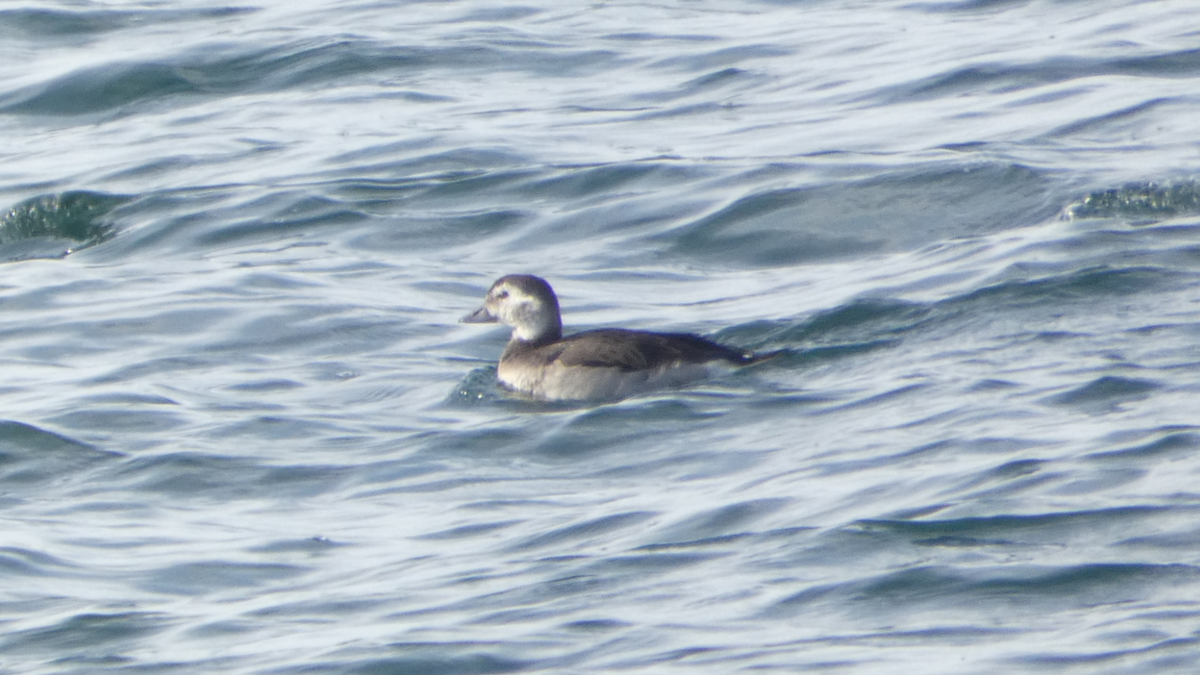 Long-tailed Duck - ML272041621