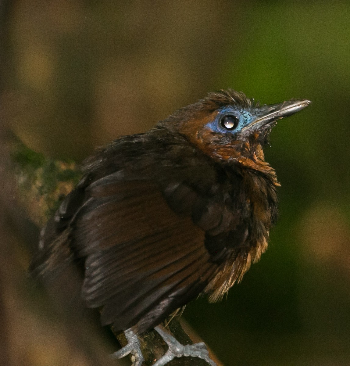 Bare-crowned Antbird - Isaias Morataya