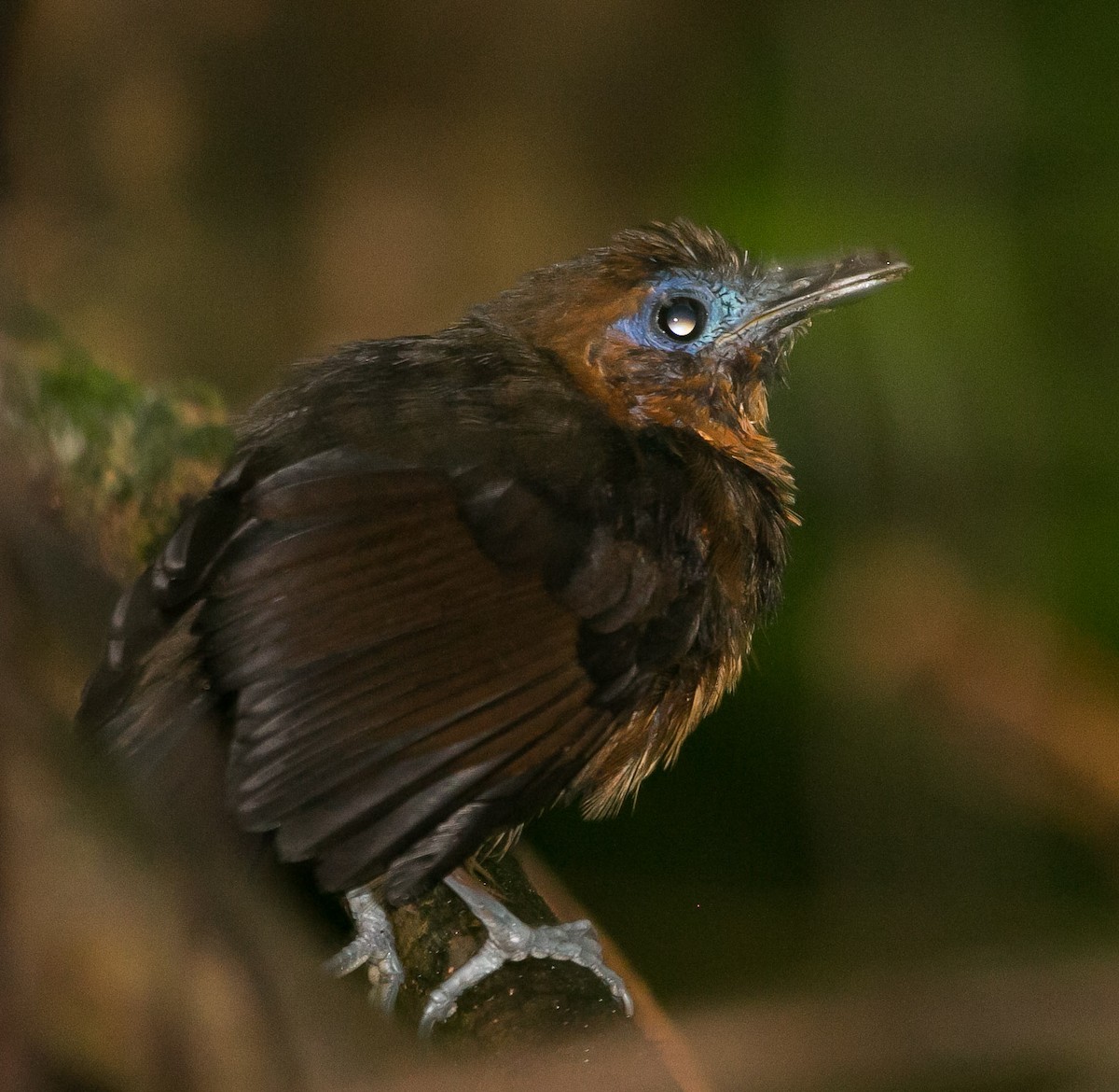 Bare-crowned Antbird - ML272041981