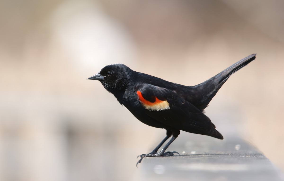 Red-winged Blackbird - Caleb Scholtens
