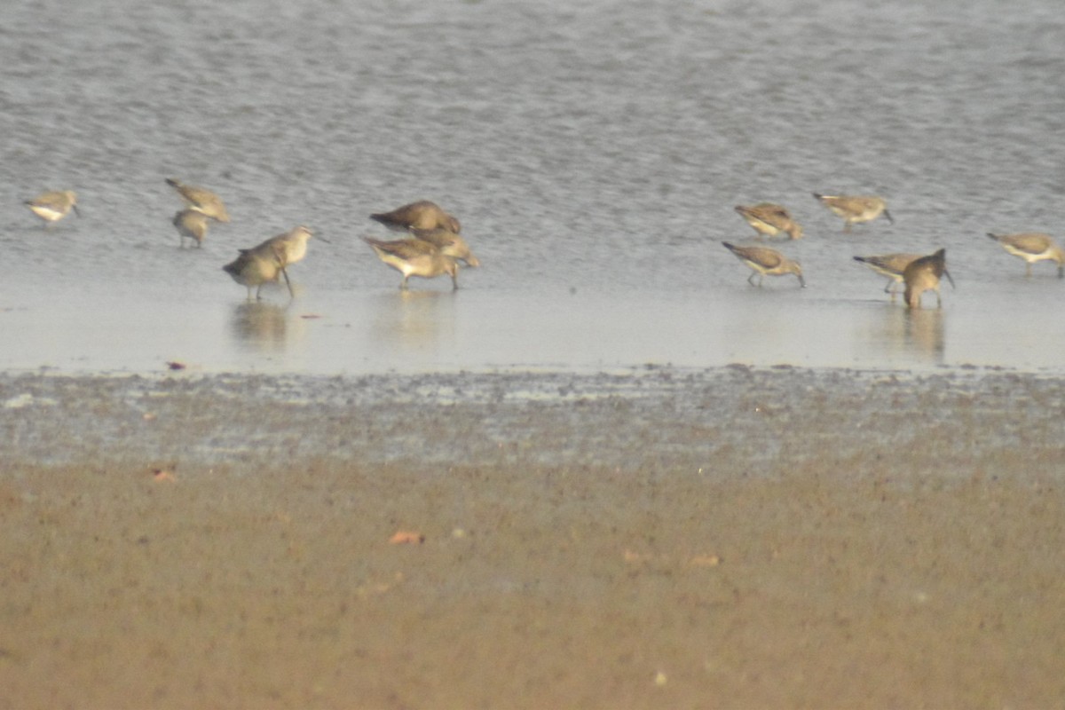 Long-billed Dowitcher - ML272049011