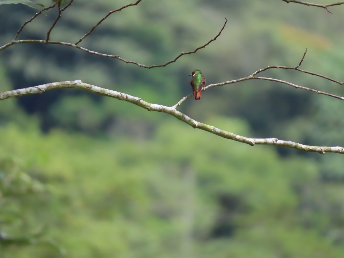 Rufous-tailed Hummingbird - Pigley The Birdwatcher