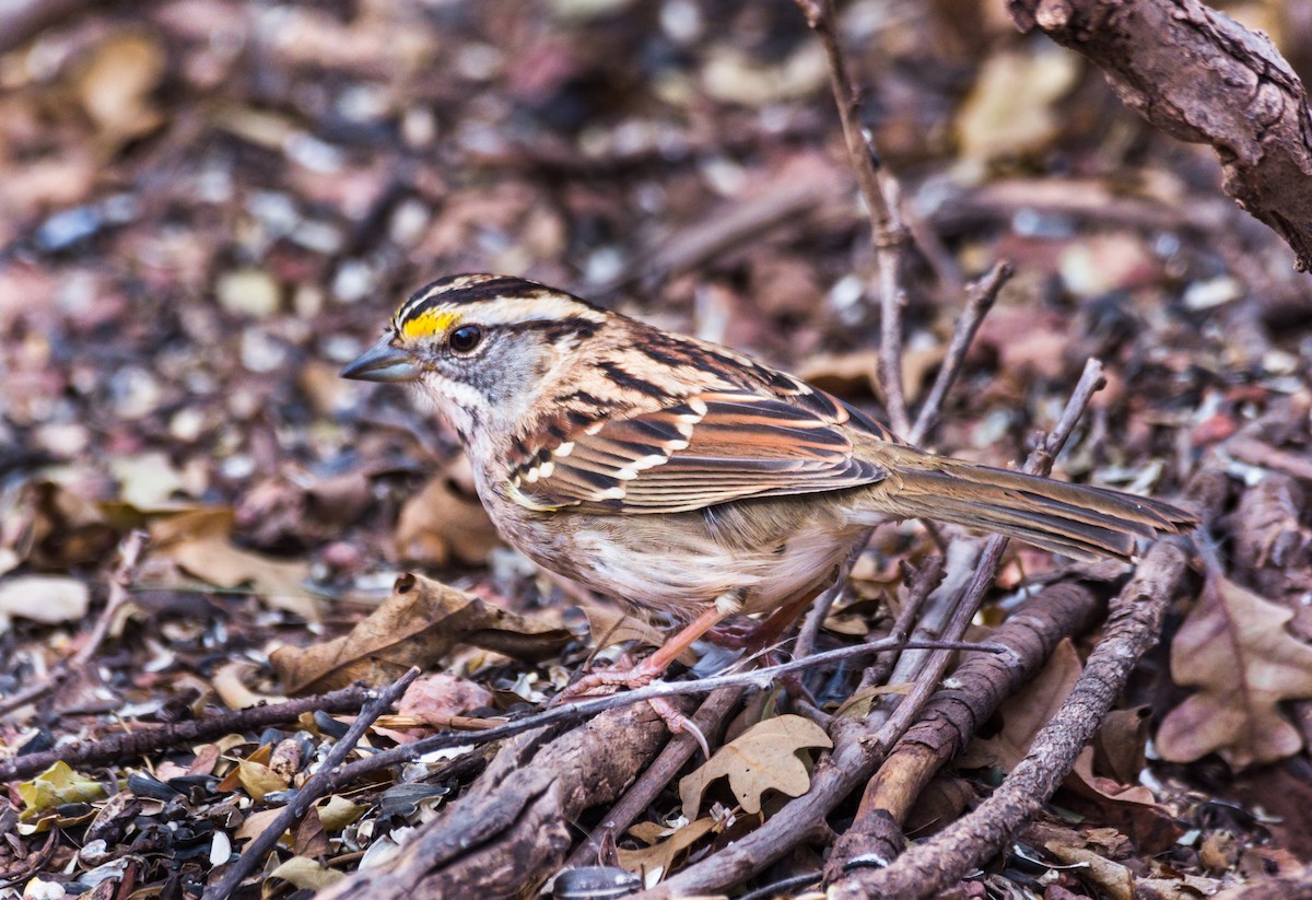 White-throated Sparrow - ML272051771