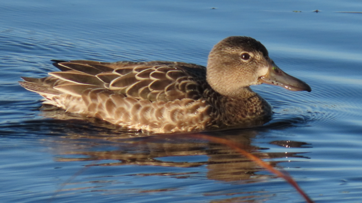 Blue-winged Teal - ML272054511
