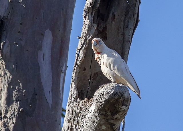 雑種 テンジクバタン ｘ アカビタイムジオウム Ebird