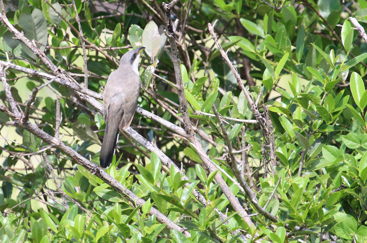 Mangrove Cuckoo - ML27206301