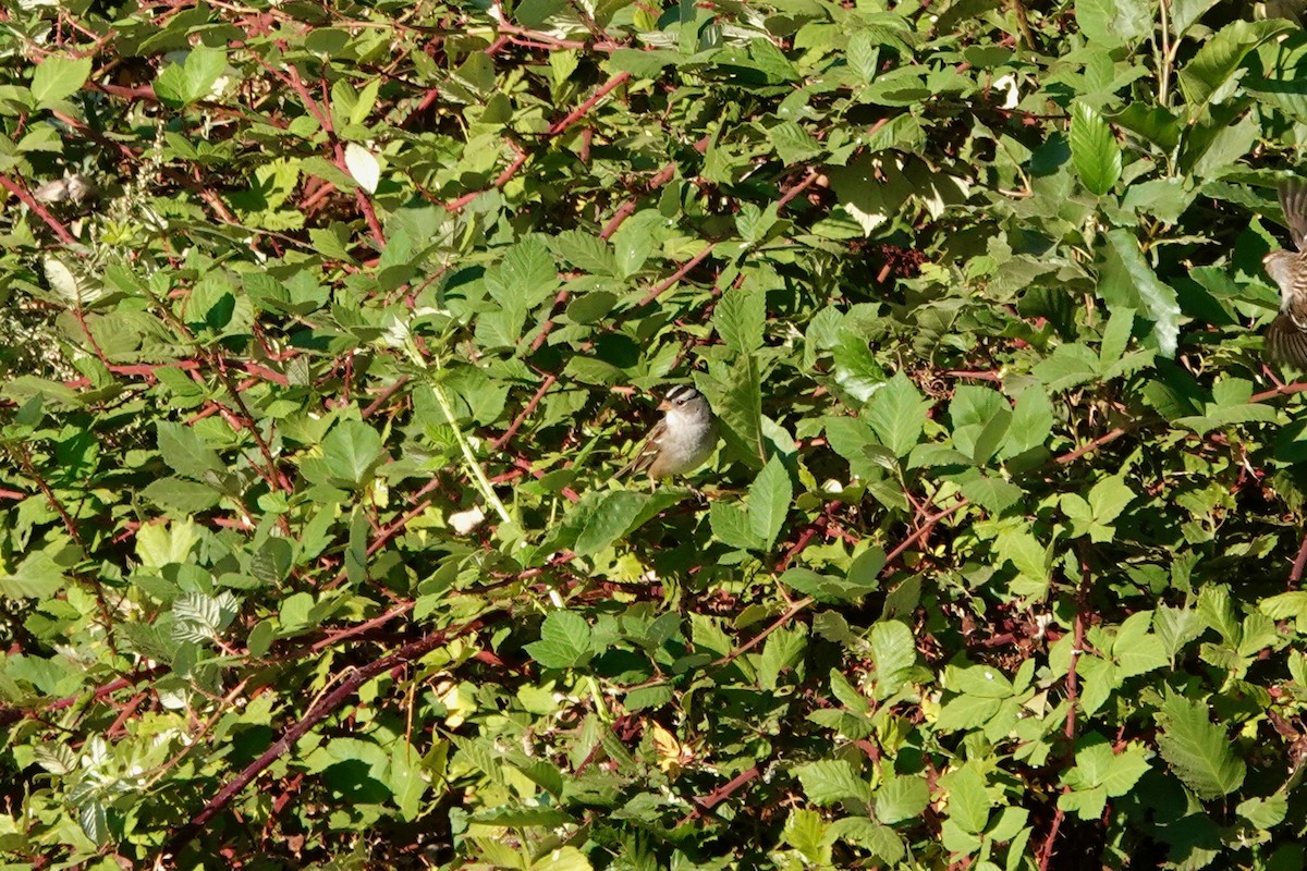 White-crowned Sparrow - ML272065971