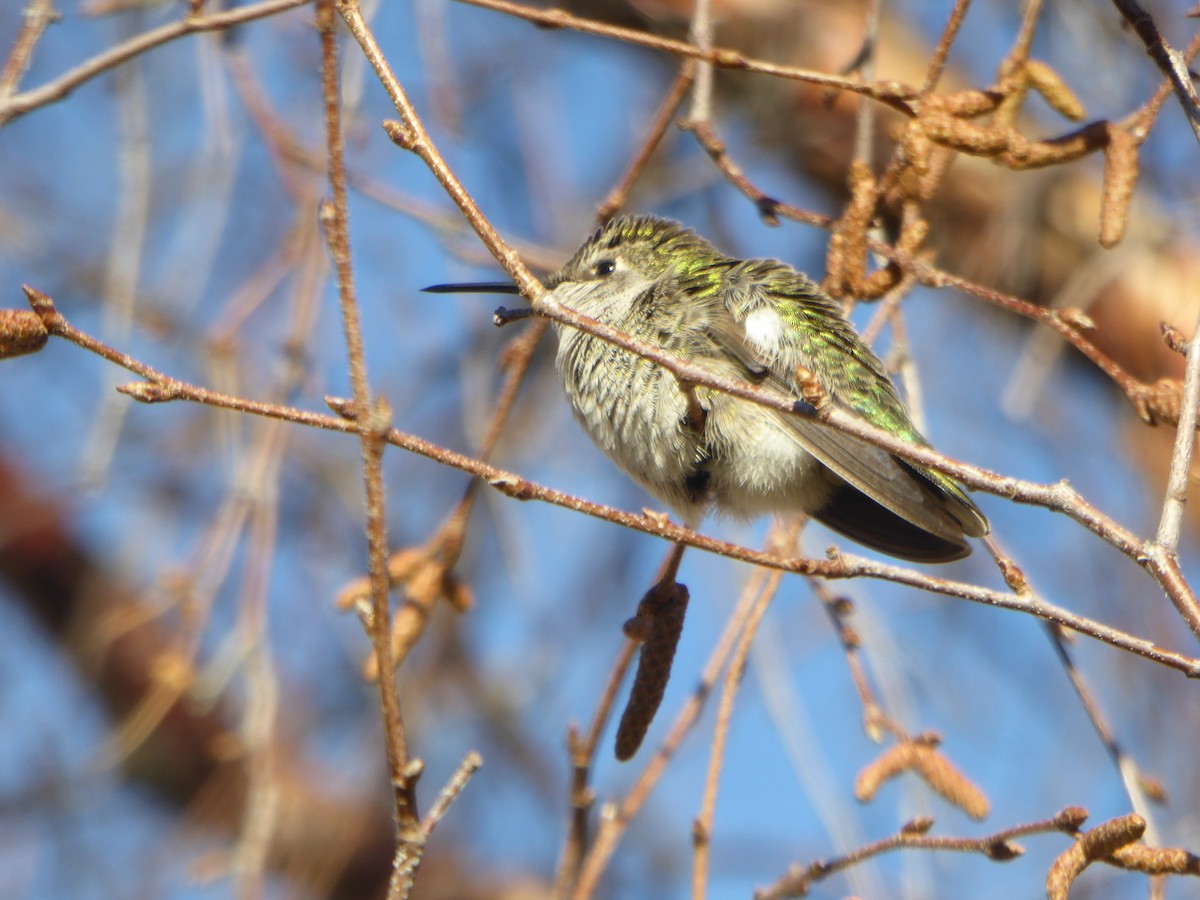 Anna's Hummingbird - ML272073031
