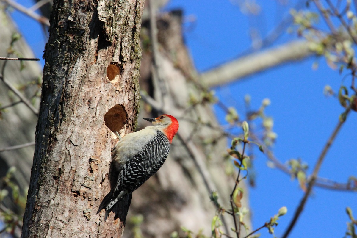 Red-bellied Woodpecker - Robert Mitchell