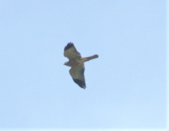 Chinese Sparrowhawk - ML272080781