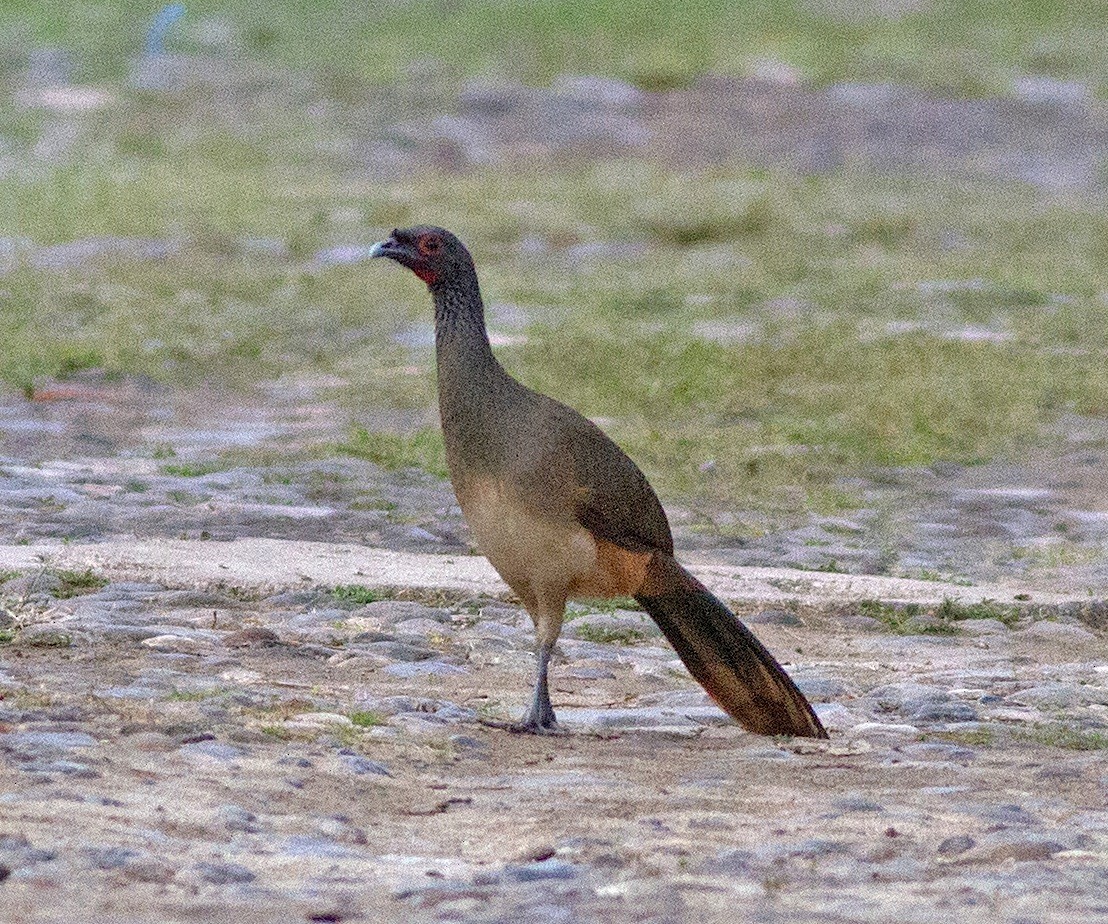 West Mexican Chachalaca - ML272085141
