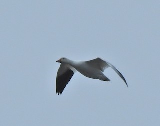 Snow Goose, ML272086801