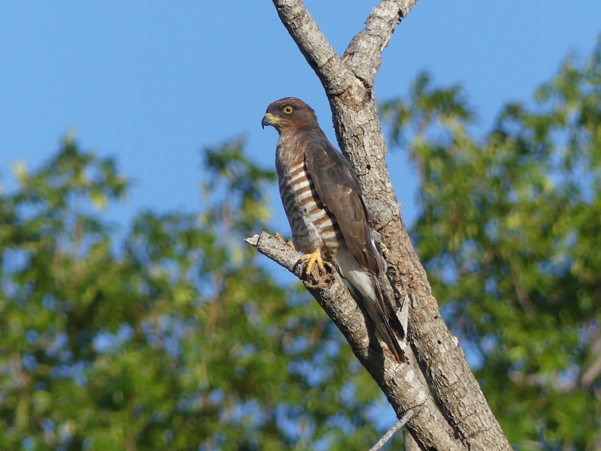 African Cuckoo-Hawk - ML272088961