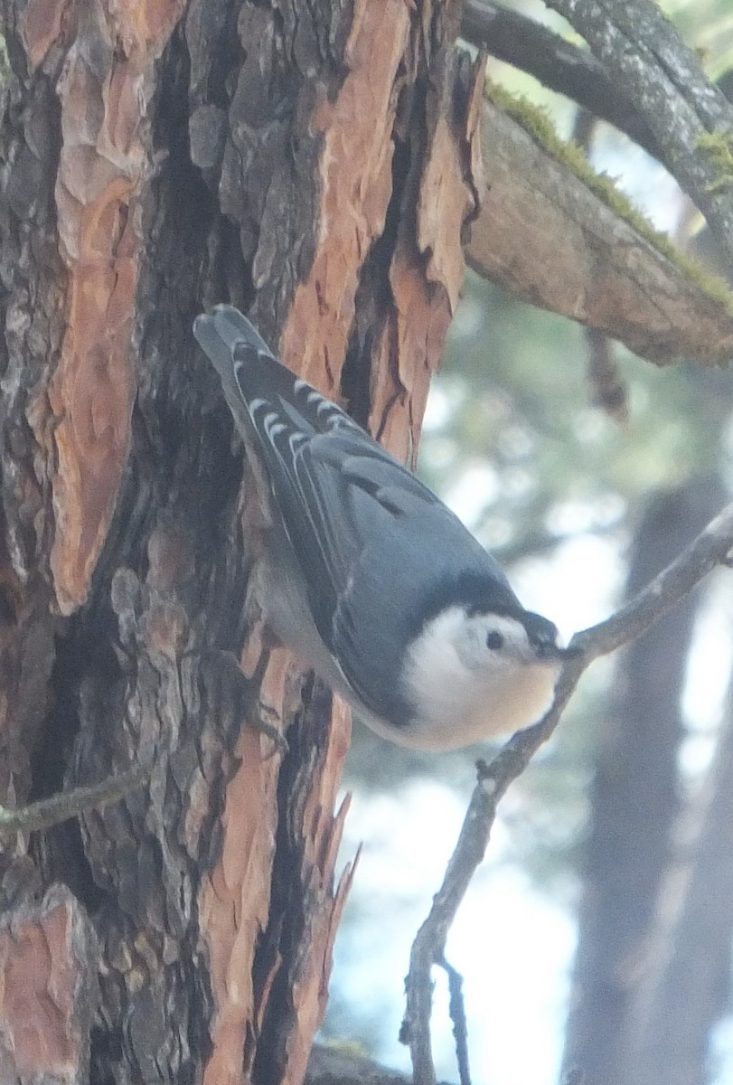 White-breasted Nuthatch - ML272089851