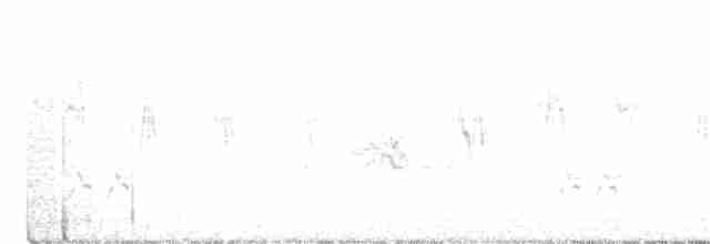 australlerke (javanica gr.) - ML272092051