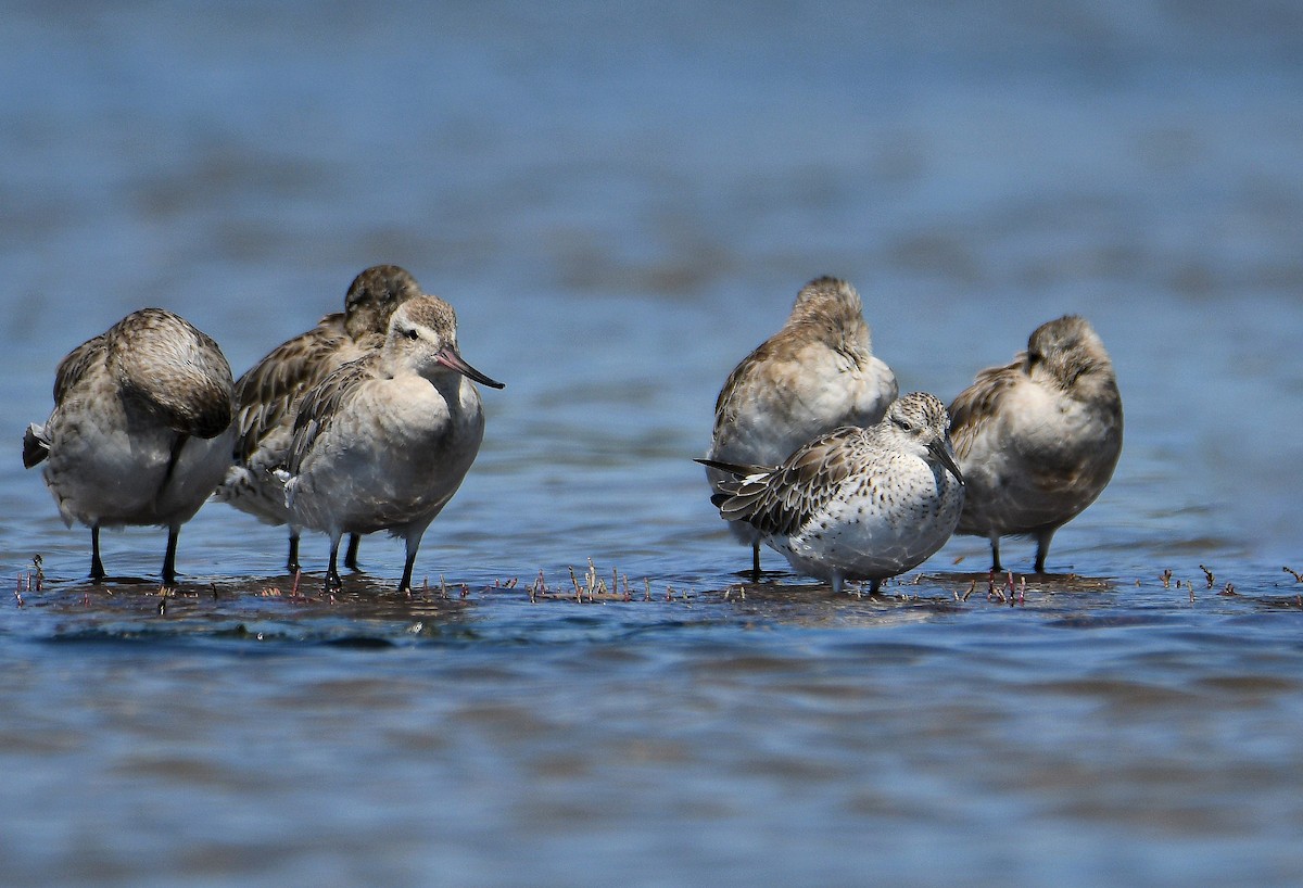 Great Knot - ML272100441