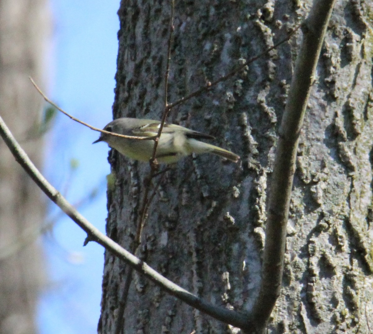 Ruby-crowned Kinglet - Robert Mitchell