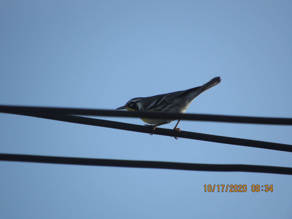 Yellow-throated Warbler - ML272101511