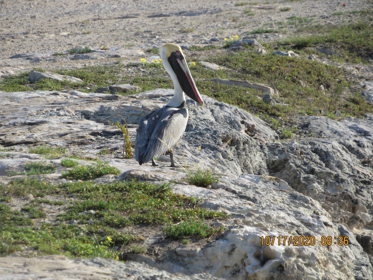 pelikán hnědý - ML272102031