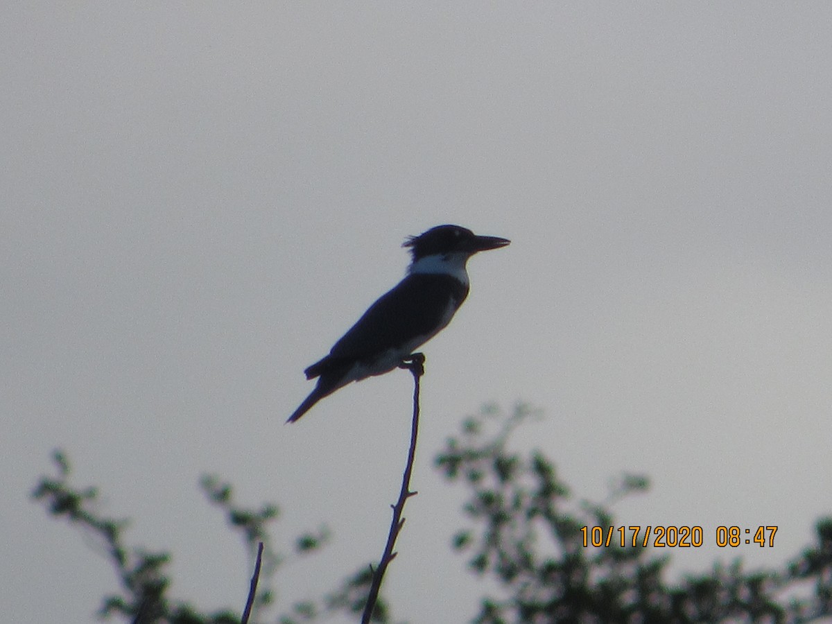 Belted Kingfisher - ML272102571