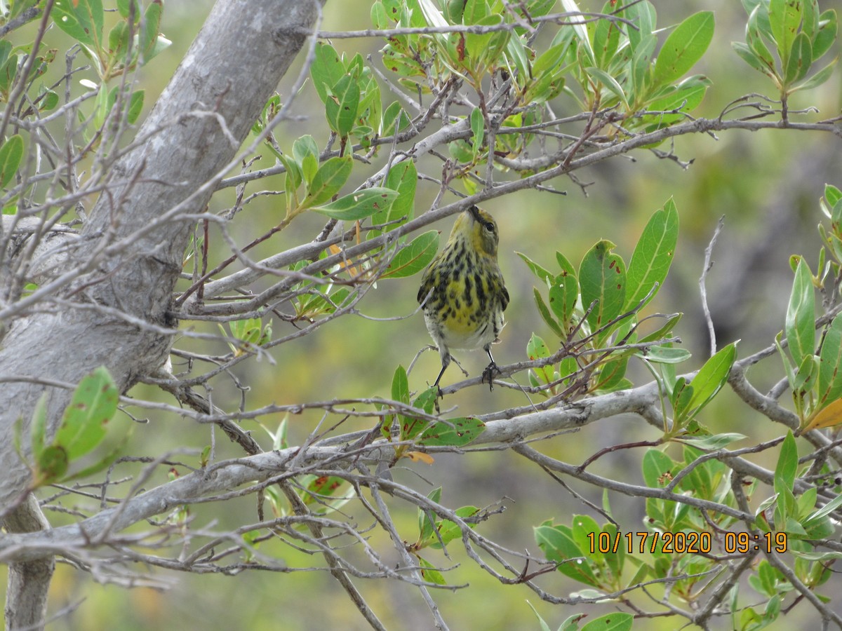 Cape May Warbler - ML272102691