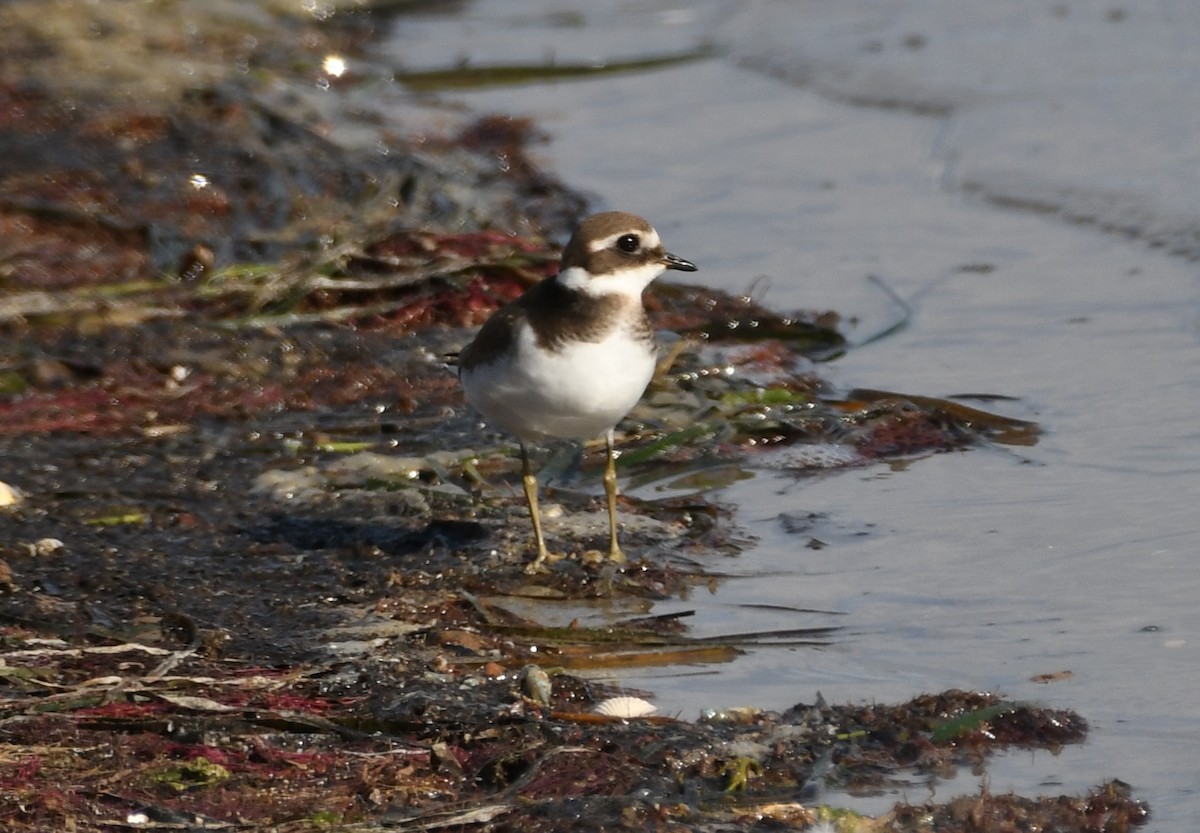 Common Ringed Plover - ML272102921