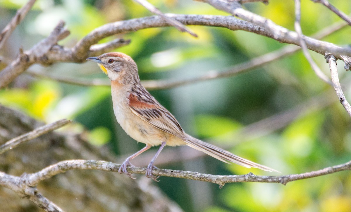 Chotoy Spinetail - ML272103761