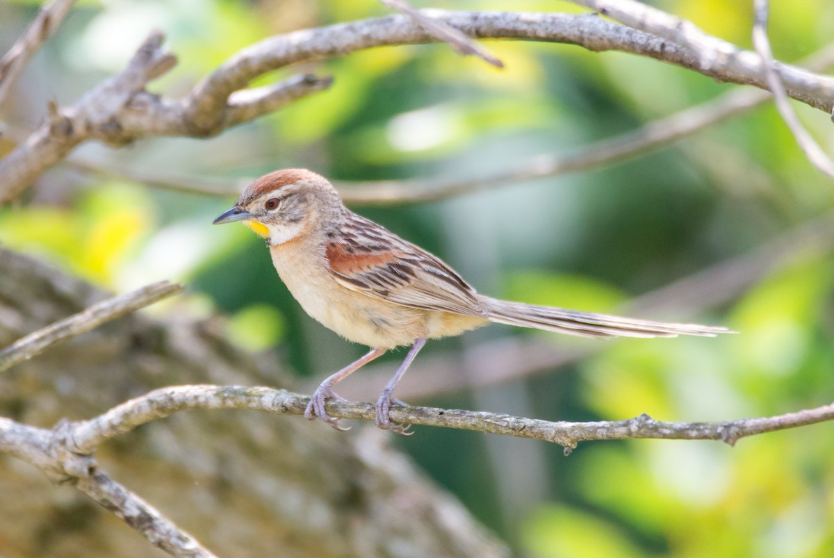 Chotoy Spinetail - ML272103771