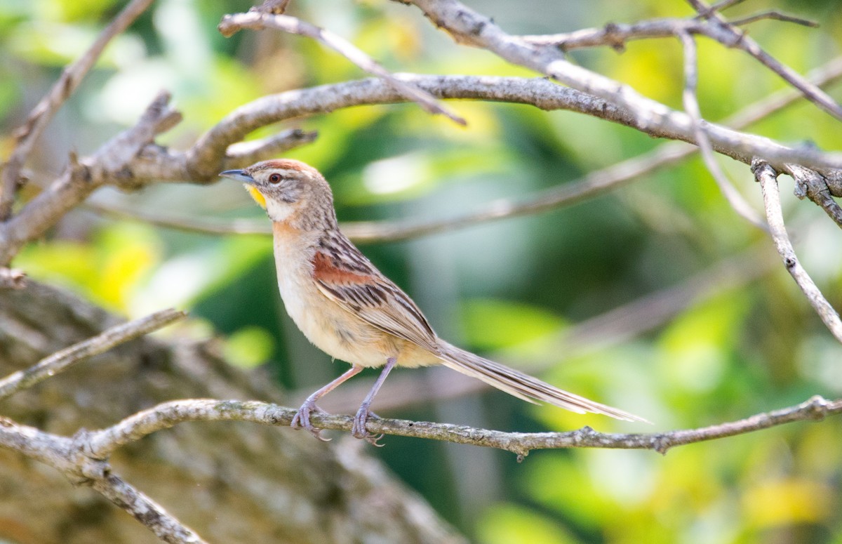 Chotoy Spinetail - ML272103781