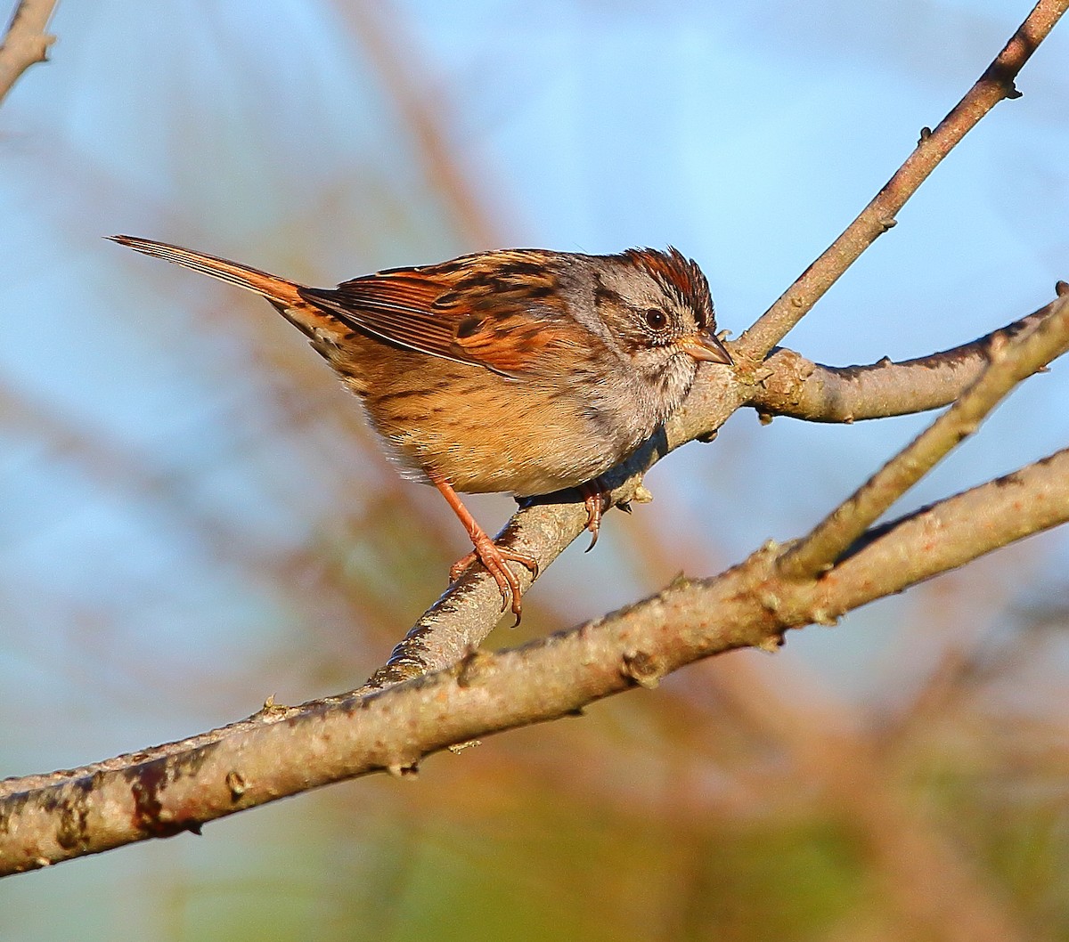 Swamp Sparrow - ML272112261