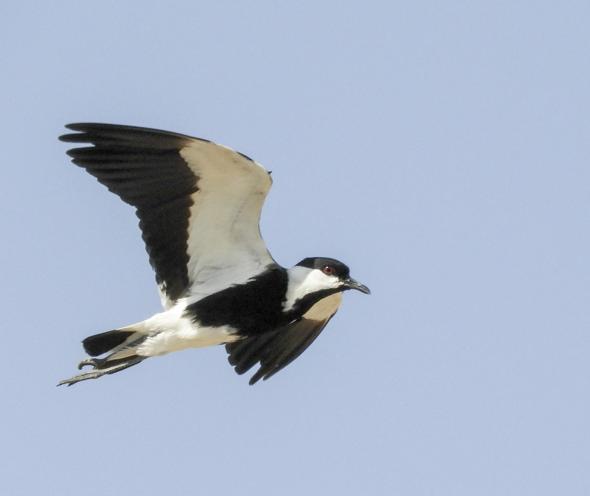Spur-winged Lapwing - ML272112811