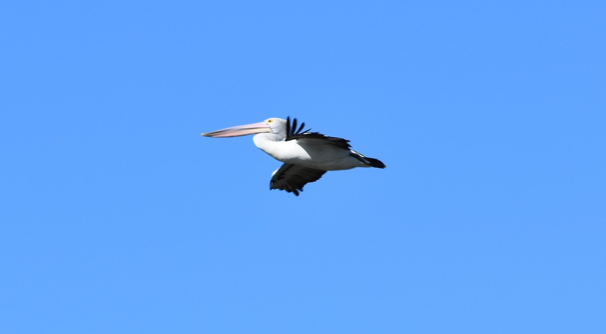 Australian Pelican - ML272116011