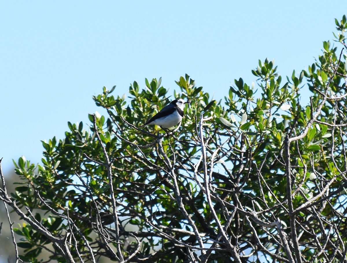 White-fronted Chat - ML272116271