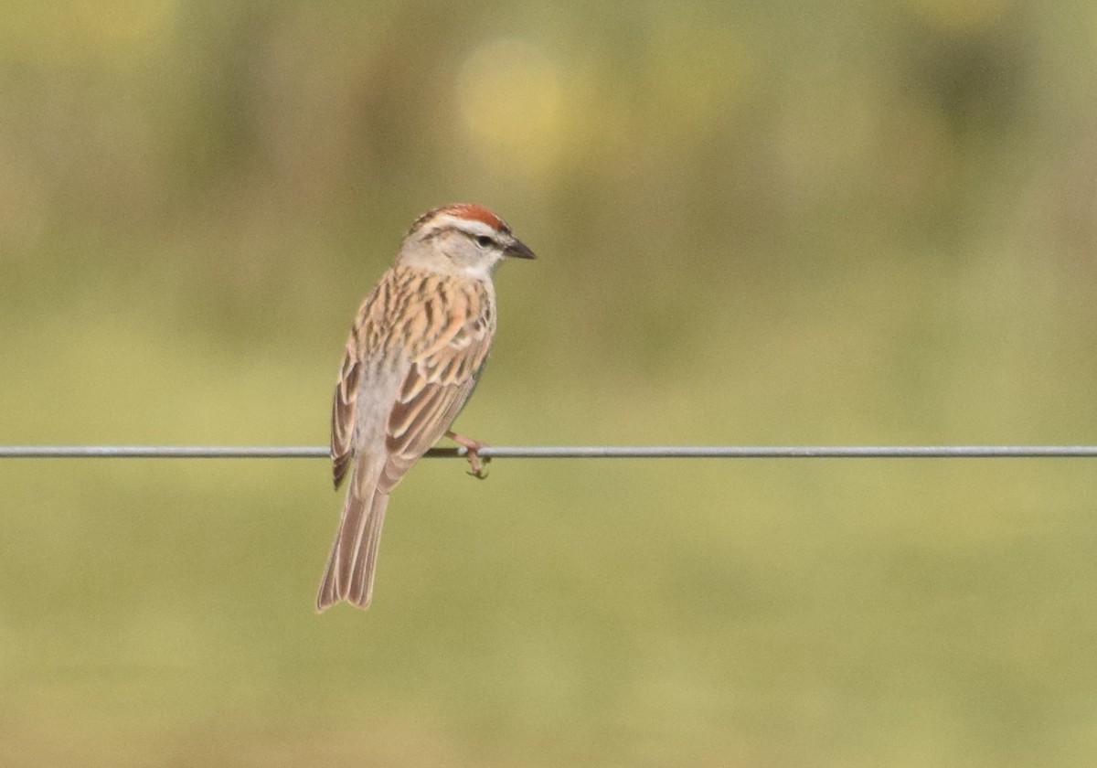 Chipping Sparrow - Jesse Laney