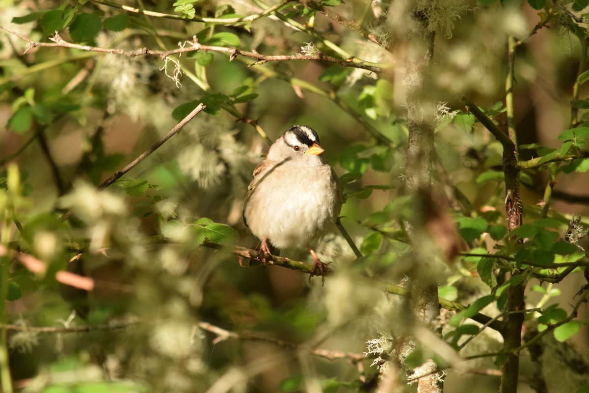 White-crowned Sparrow - Jesse Laney