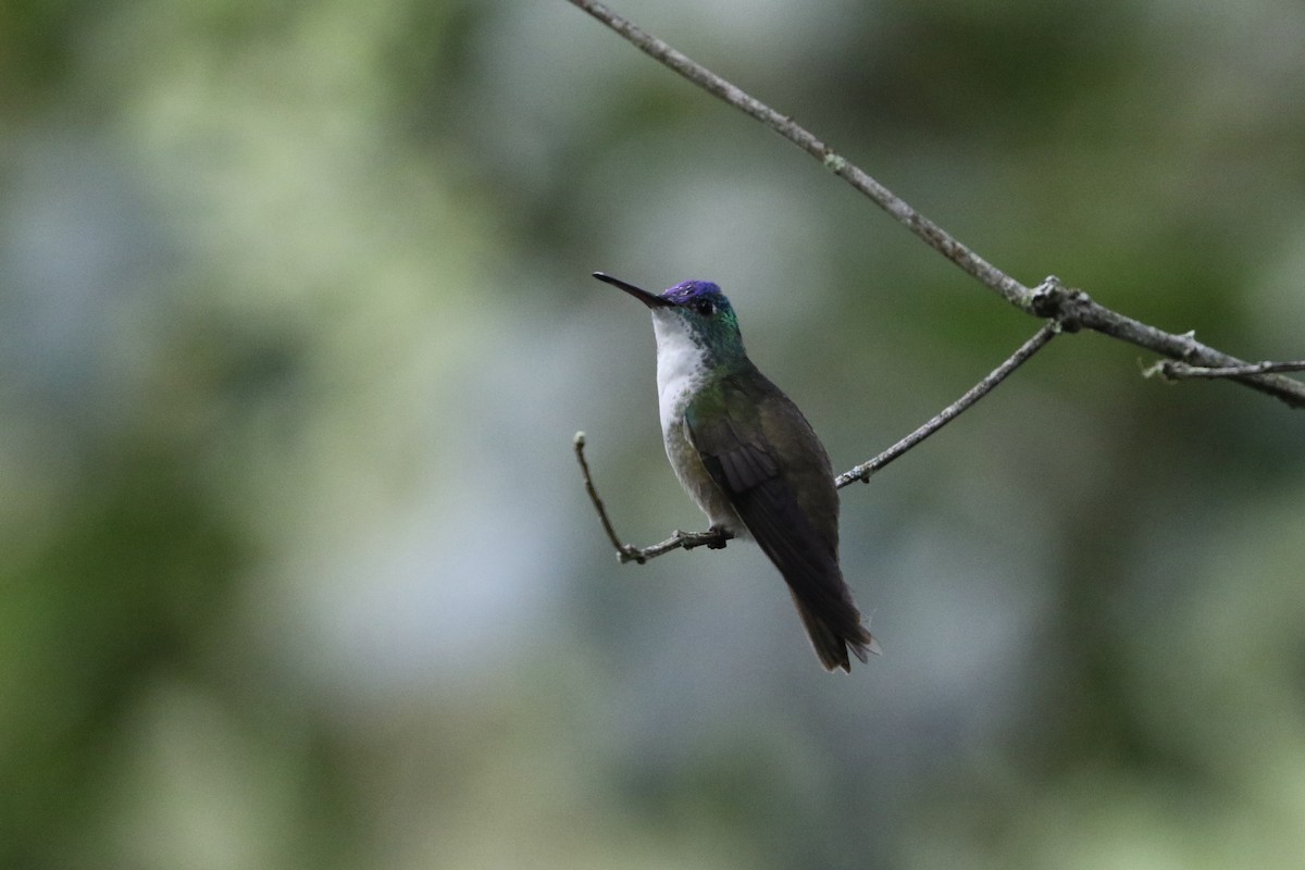 Azure-crowned Hummingbird - ML272129401