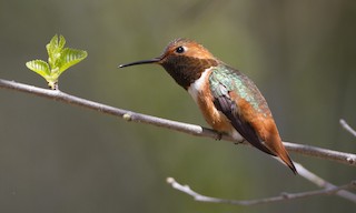  - Allen's Hummingbird