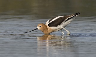  - American Avocet